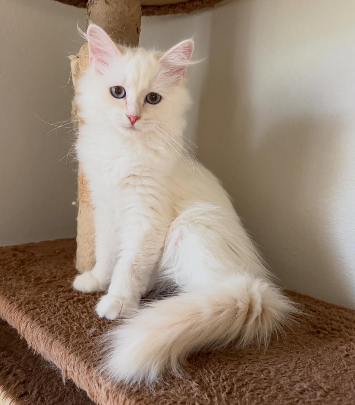 Loki, a male Siberian kitten
